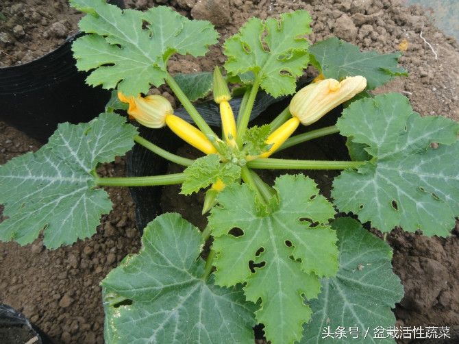 蔬菜盆栽种植方法