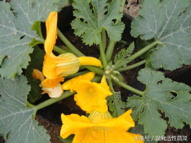 蔬菜盆栽种植方法
