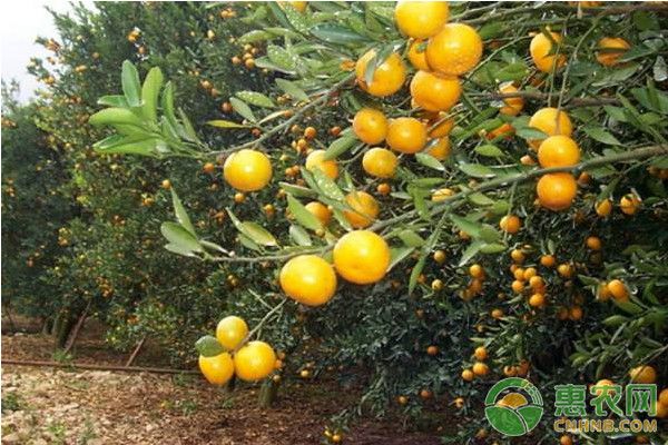 沙糖桔种植技术与管理方法