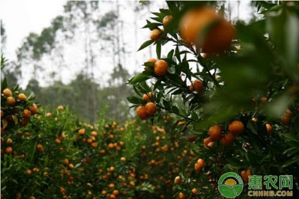 沙糖桔种植技术教科书