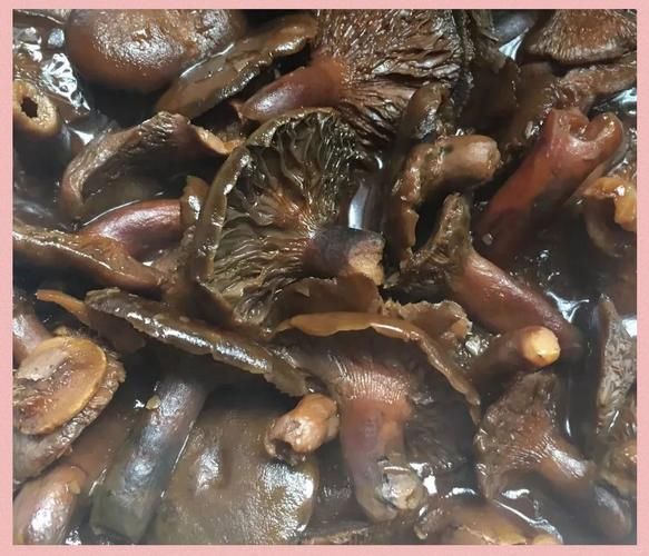 雁来蕈人工种植技术