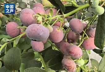 蓝梅种植技术
