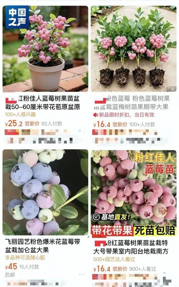 蓝梅种植技术