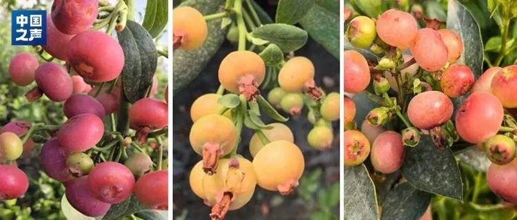 蓝梅种植技术