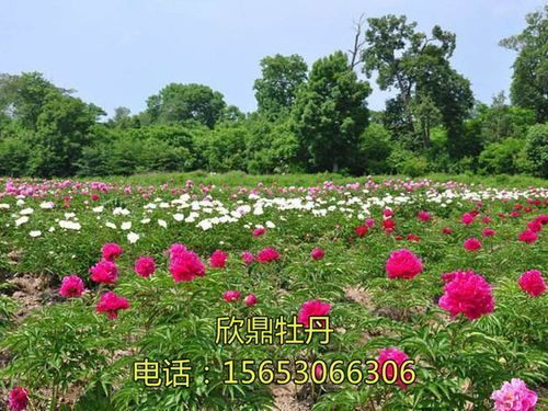 牡丹种植技术视频