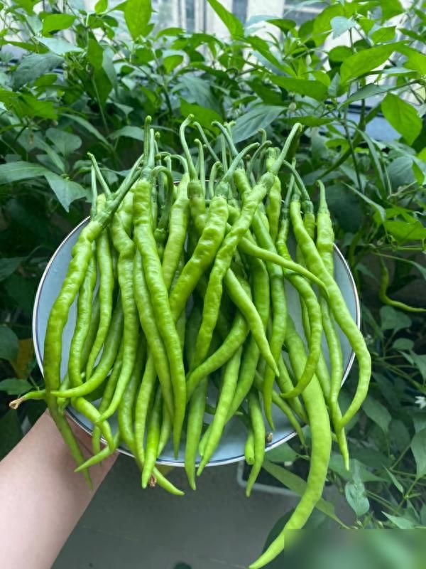 阳台种植什么植物好