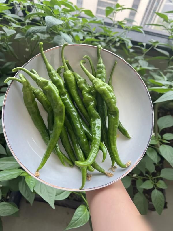 阳台种植什么植物好
