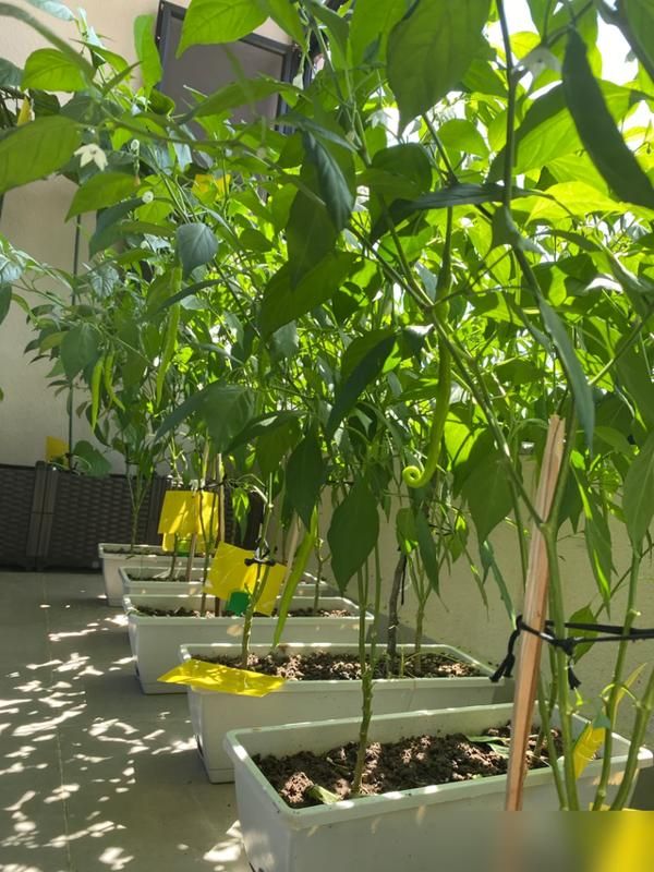 阳台种植什么植物好