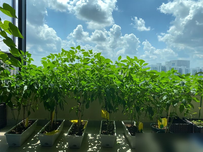 阳台种植什么植物好