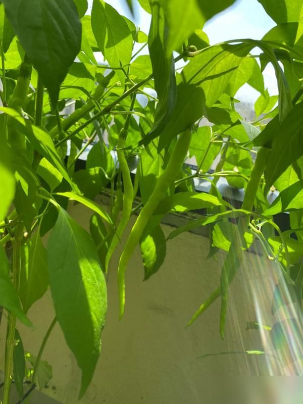 阳台种植什么植物好