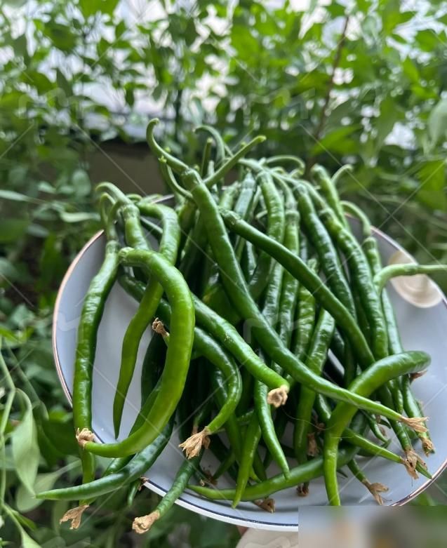 阳台种植什么植物好