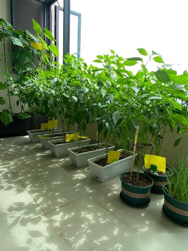 阳台种植什么植物好