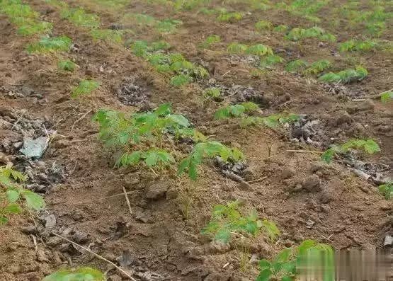 国花牡丹尊贵,决定牡丹种植成败的关键不可不知