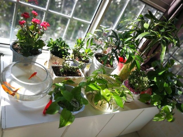What kind of plants do you grow on the balcony