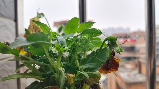 What kind of plants do you grow on the balcony