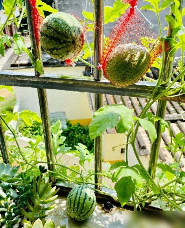 阳台种植什么植物好