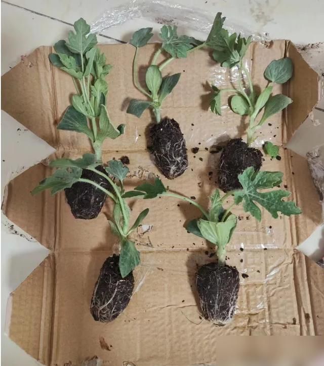 阳台种植什么植物好