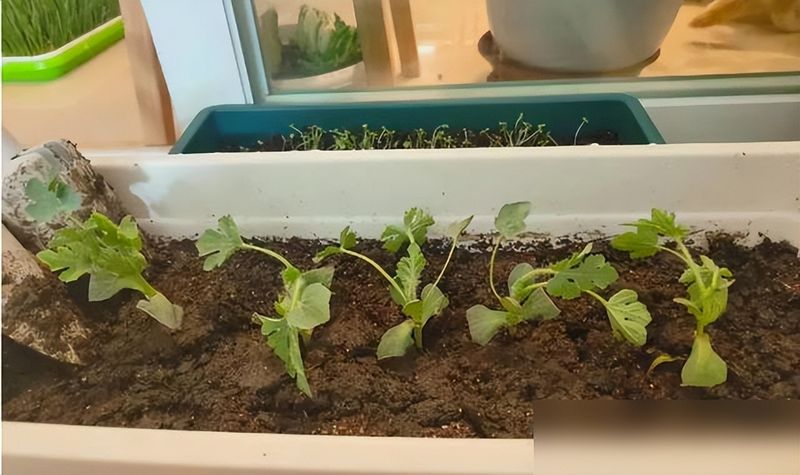 阳台种植什么植物好
