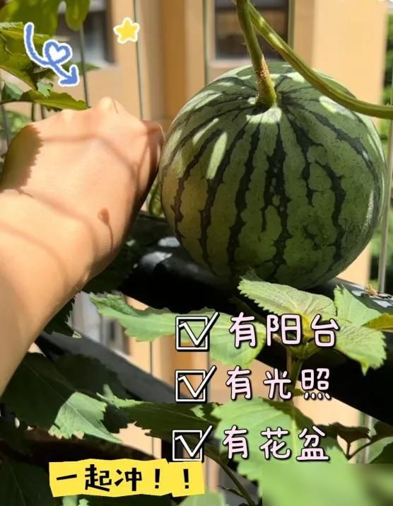 阳台种植什么植物好