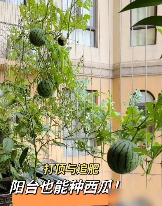 阳台种植什么植物好