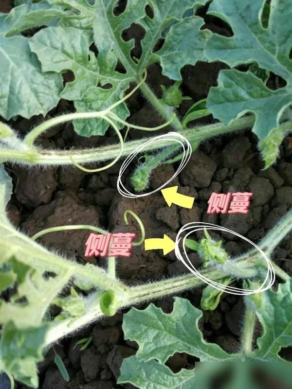 阳台种植什么植物好