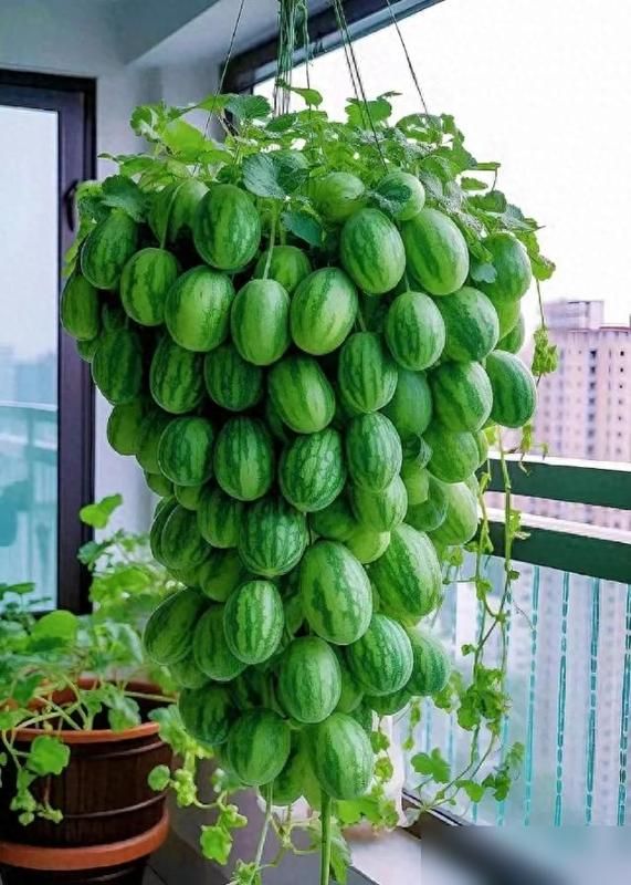 阳台种植什么植物好
