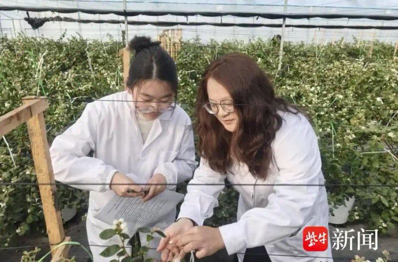 蓝莓口感好营养高但“种好”不易，这群大学生攻克了“卡脖子”难题