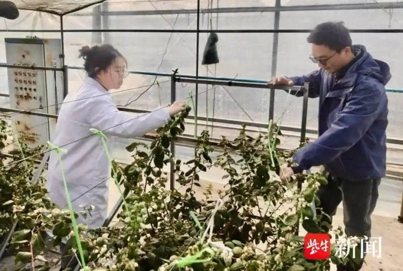 蓝梅的种植技术