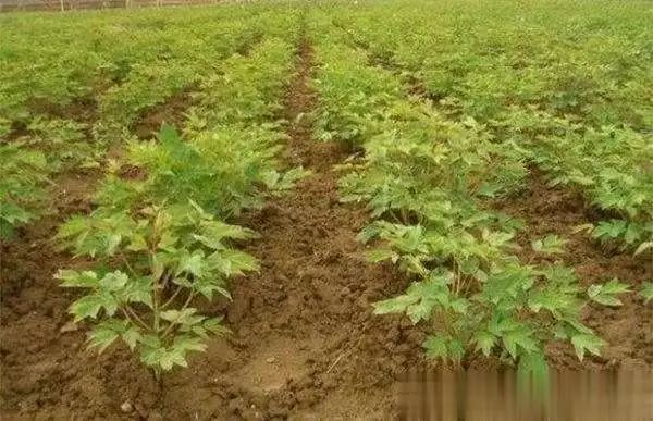 牡丹种植技术视频