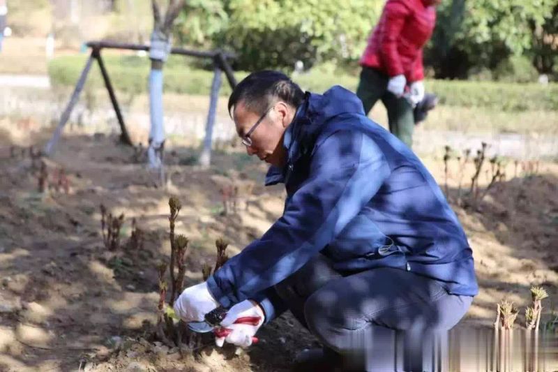 牡丹种植技术视频