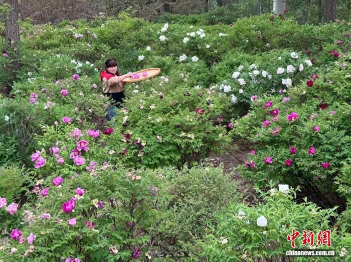 牡丹种植技术视频