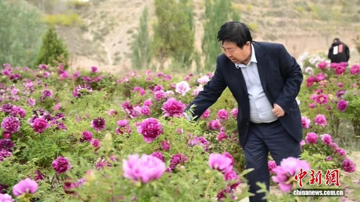 牡丹种植技术视频