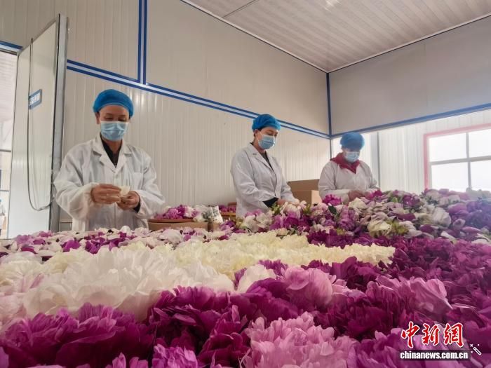 牡丹种植技术视频