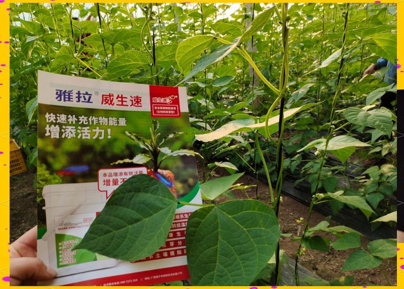 秋大棚豆角的种植技术