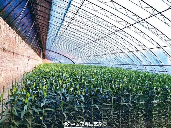 温室种植蔬菜