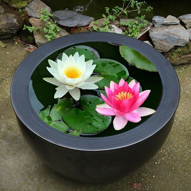 睡莲如何种植方法图解