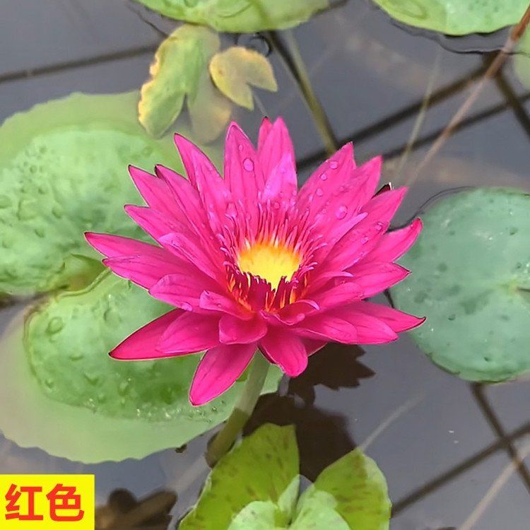 睡莲如何种植方法图解