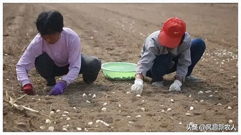 大蒜高产种植技术