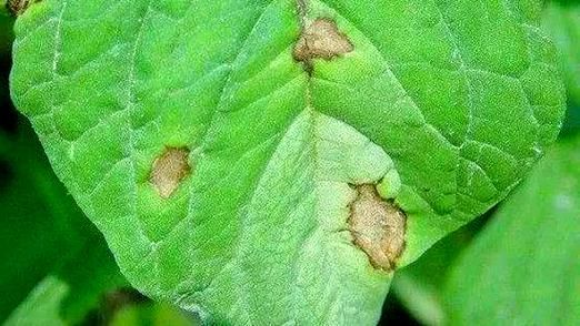 苋菜种植方法