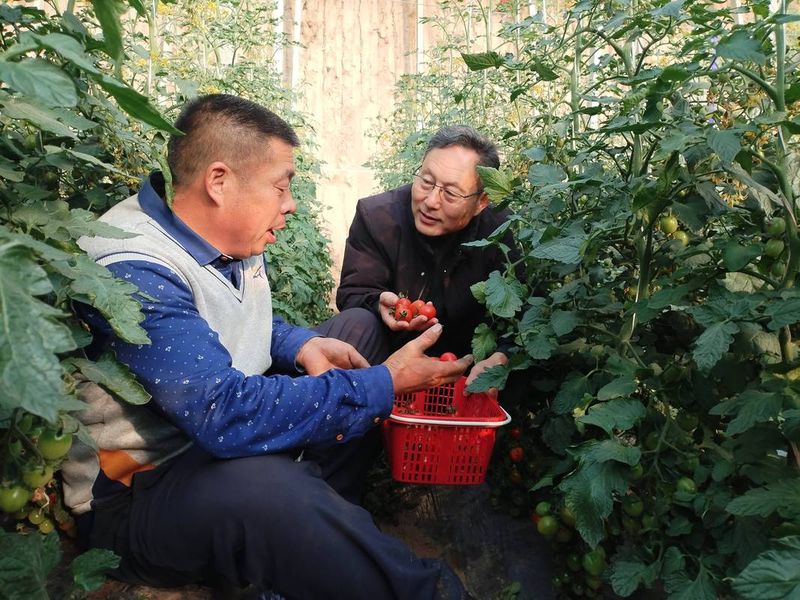 秋大棚豆角的种植技术