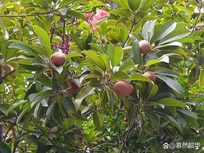 人心果种植方法和技巧