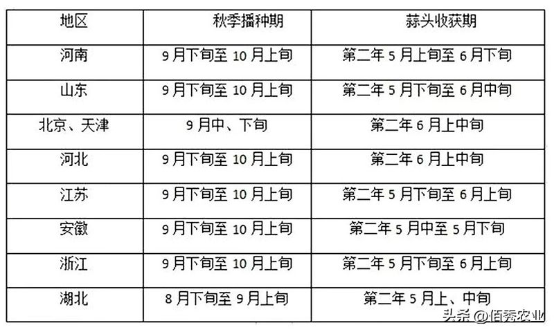 大蒜高产种植技术