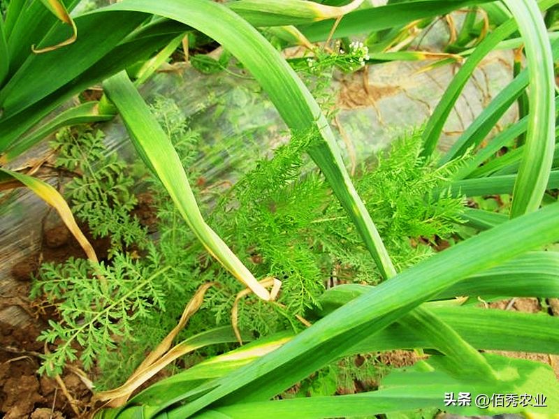 大蒜高产种植技术