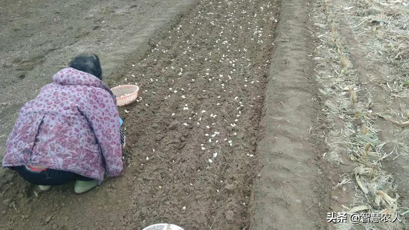大蒜高产种植技术