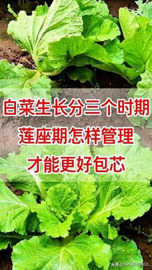 夏季大白菜种植技术