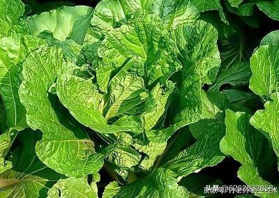 夏季大白菜种植技术