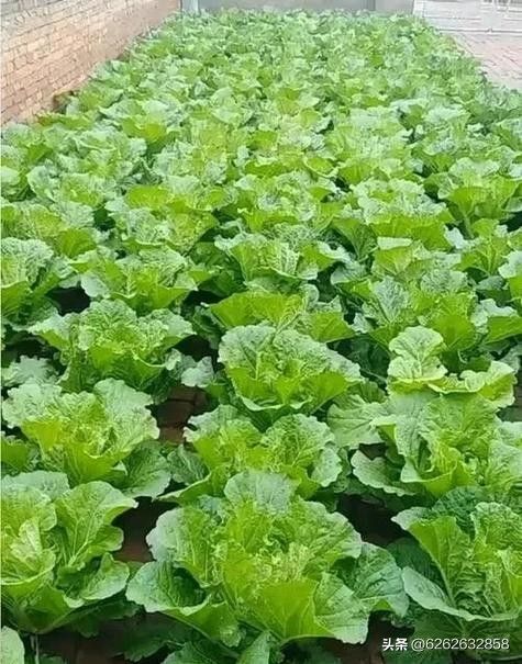 夏季大白菜种植技术