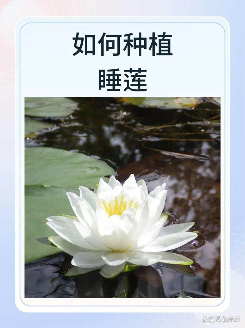 睡莲如何种植方法图解