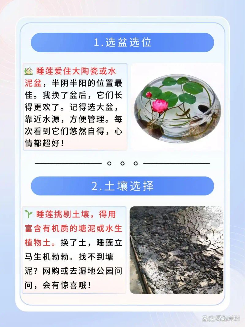 睡莲如何种植方法图解