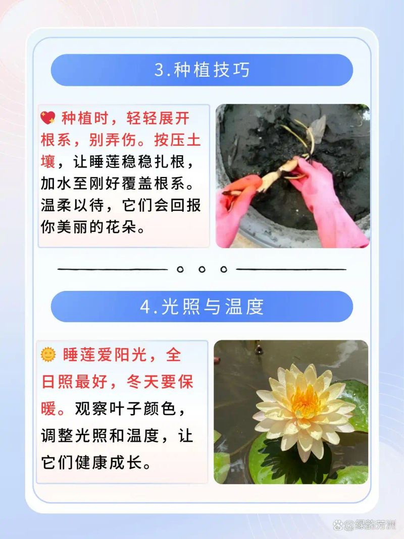 睡莲如何种植方法图解
